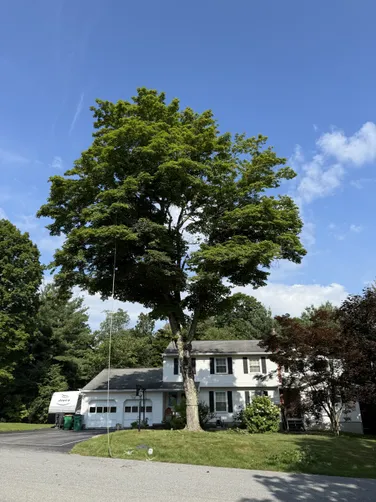photo at Pleasant Valley, NY on Jul 20, 2025: A hazardous maple tree posed a threat in the front yard, needing complete removal. We successfully 