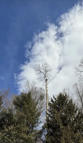 photo at Stanfordville, NY on Mar 13, 2025: A large White Oak tree posed a risk to the residential property due to its proximity to the home. W