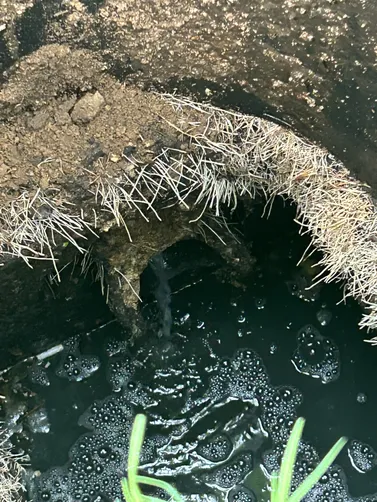 photo at Hendersonville, TN on Jun 01, 2026: A septic exploration was conducted to assess the condition of the system. We opened the inlet and o photo at Hendersonville, TN on Jun 01, 2026: A septic exploration was conducted to assess the condition of the system. We opened the inlet and o