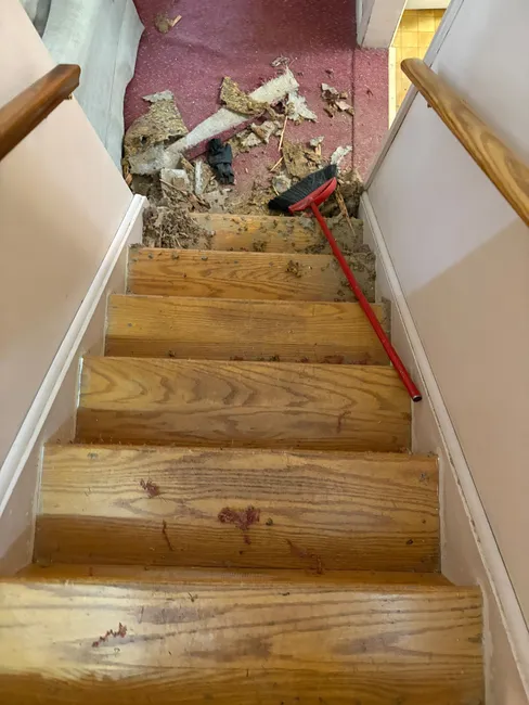 Carpet Cleaning & Removal