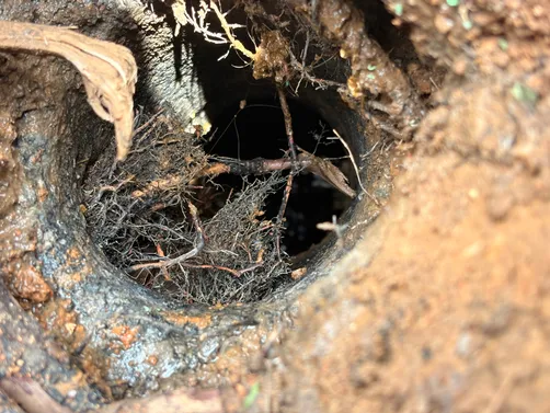 photo at Hartsville, TN on Jun 30, 2026: A septic system required attention to remove any obstacles and ensure proper functioning. We dug an photo at Hartsville, TN on Jun 30, 2026: A septic system required attention to remove any obstacles and ensure proper functioning. We dug an