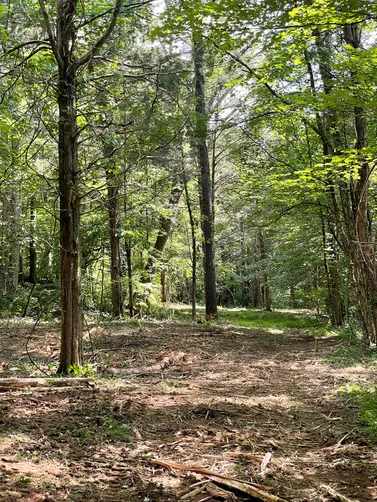 photo at Goodlettsville, TN on Jun 26, 2026: A mulching project was completed using a Bobcat 870 equipped with a mulching attachment. This proce photo at Goodlettsville, TN on Jun 26, 2026: A mulching project was completed using a Bobcat 870 equipped with a mulching attachment. This proce