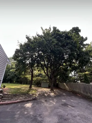 photo at Poughkeepsie, NY on Sep 24, 2024: Three large trees posed an issue to the customer expanding their driveway and utilizing their back 