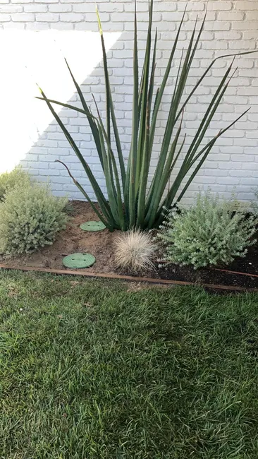 Dual Sweep Cleanout Installation