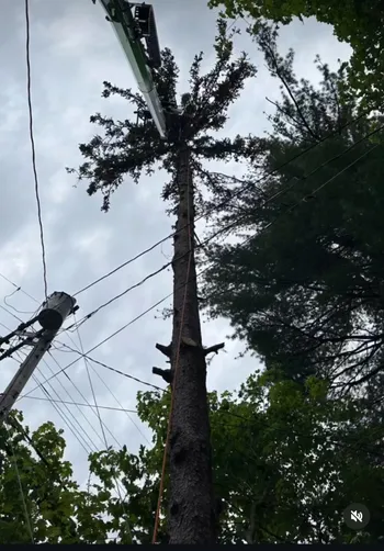 photo at Poughkeepsie, NY on Mar 22, 2024: Three dying trees had overgrown, threatening the power lines and obstructing the entrance to the dr