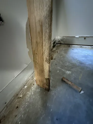 photo at Wichita, KS on Sep 16, 2026: Mold was detected in the walls of a home, requiring prompt action. We undertook the necessary mold photo at Wichita, KS on Sep 16, 2026: Mold was detected in the walls of a home, requiring prompt action. We undertook the necessary mold