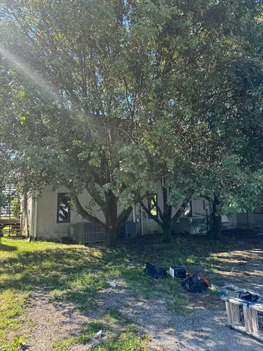photo at White House, TN on Jun 10, 2026: To remove unwanted trees, we effectively cut and hauled off the trees from the property in White Ho photo at White House, TN on Jun 10, 2026: To remove unwanted trees, we effectively cut and hauled off the trees from the property in White Ho