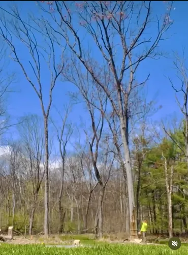 photo at Pleasant Valley, NY on May 04, 2022: Multiple hazardous, dying trees were threatening the safety of the backyard and blocking sunlight. 
