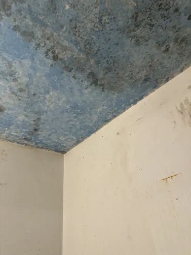 photo at Newton, KS on Sep 17, 2026: A mold issue in the bathroom and attic prompted our visit to the Newton location. We conducted thor