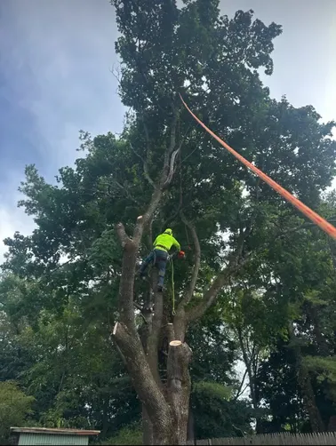 photo at Poughkeepsie, NY on Sep 24, 2024: Three large trees posed an issue to the customer expanding their driveway and utilizing their back 