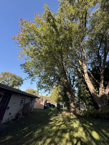 photo at Red Hook, NY on Oct 03, 2025: A customer contacted us as a maple tree was growing under an incredibly large immature, oak tree, a