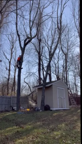 photo at Poughkeepsie, NY on Nov 21, 2022: To enhance the safety and aesthetic appeal of the property, we conducted thorough tree pruning and 