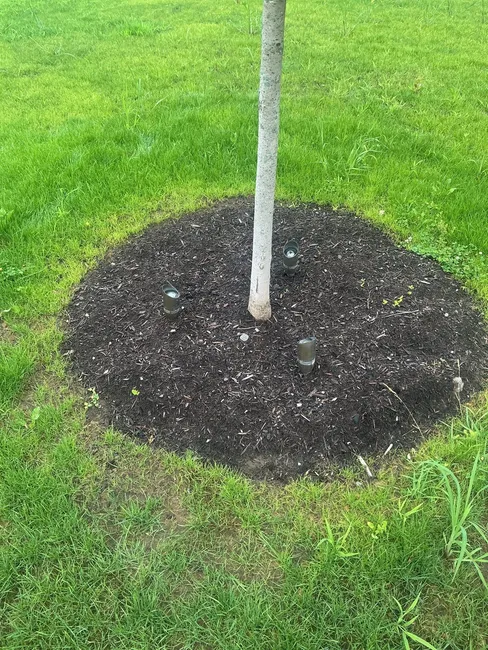 Landscape Lighting