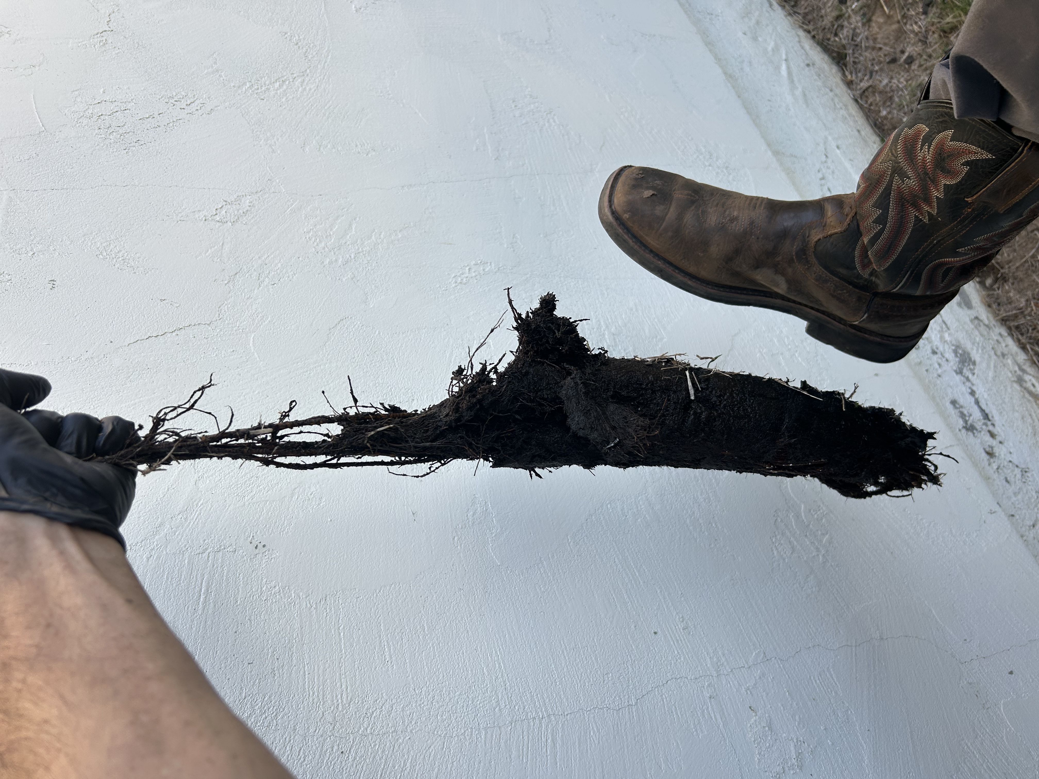 Large mass of tree roots removed from a residential main sewer line