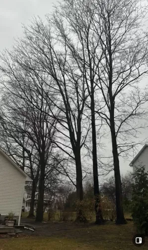 photo at Wappingers Falls, NY on Nov 27, 2024: After concerns about safety due to the proximity of five large maple trees to the home, we efficien
