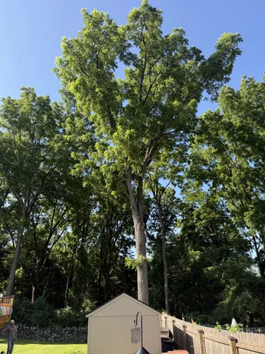 photo at Pleasant Valley, NY on Jul 16, 2025: A locust tree with a double trunk was leaning dangerously towards the house and pool, posing a risk