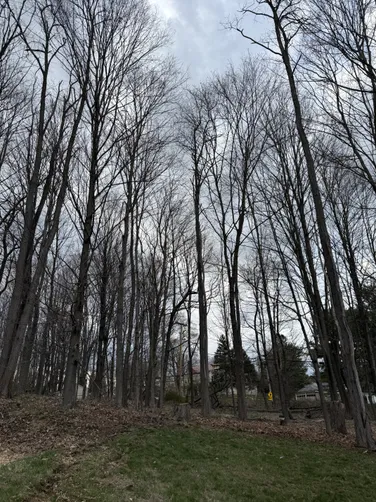 photo at Poughkeepsie, NY on Apr 14, 2025: Decluttering the wooded area behind the house was essential for improving the landscape. We removed