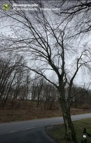 photo at Millbrook, NY on May 24, 2023: Power disruptions were caused by overgrown tree limbs making contact with utility wires. We address