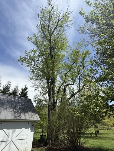 photo at Dover Plains, NY on Jun 13, 2025: All trees are marked with orange ribbon except apple tree on main road 

By car park left side of h