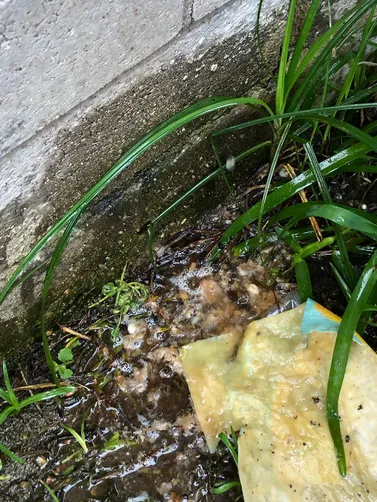 photo at Round Rock, TX on Jun 08, 2023: Service 1 system, system had a clogged primary condensate drain line, I blew the drain line out wit photo at Round Rock, TX on Jun 08, 2023: Service 1 system, system had a clogged primary condensate drain line, I blew the drain line out wit