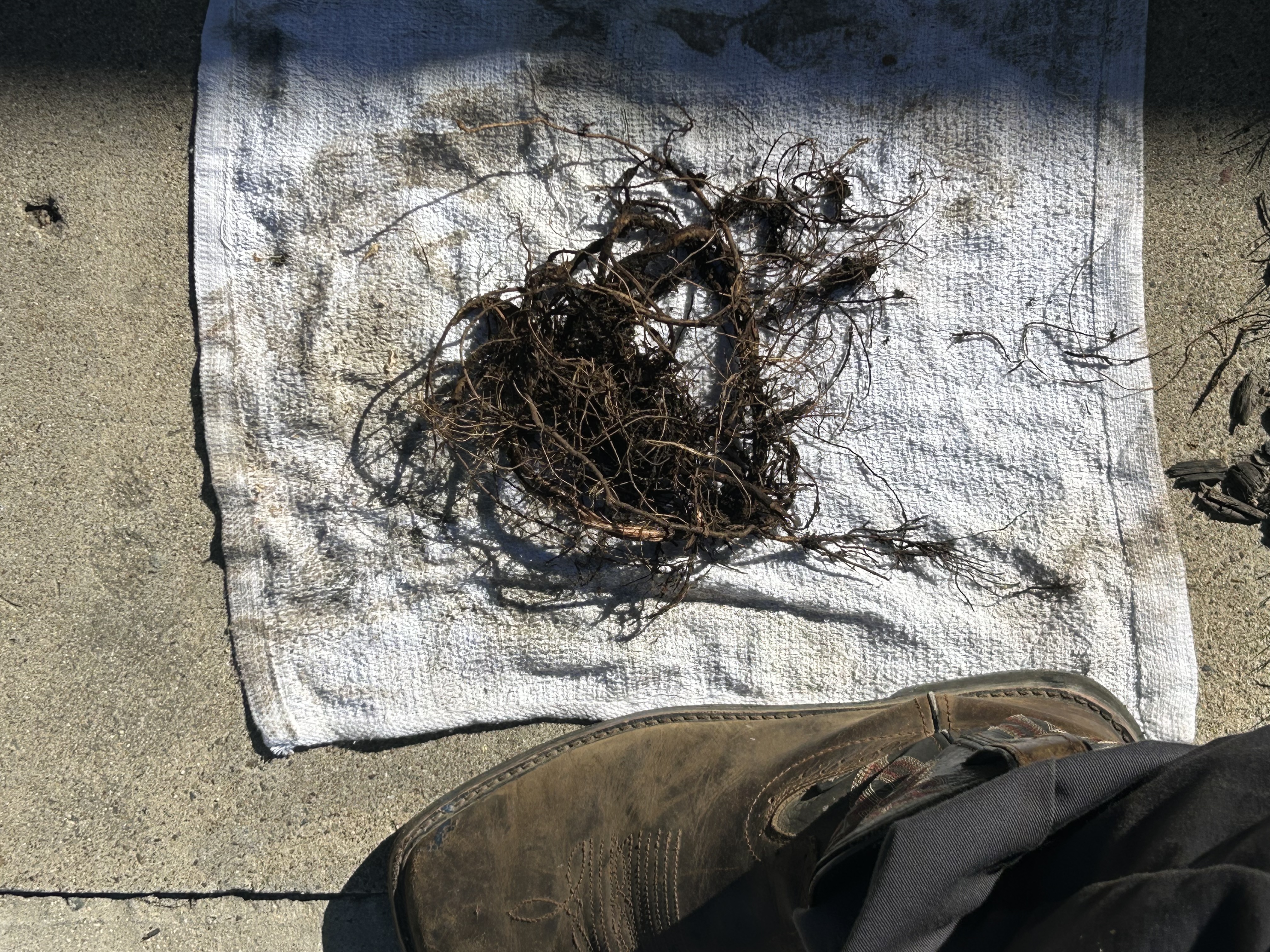 Tree root intrusion removed from a sewer line