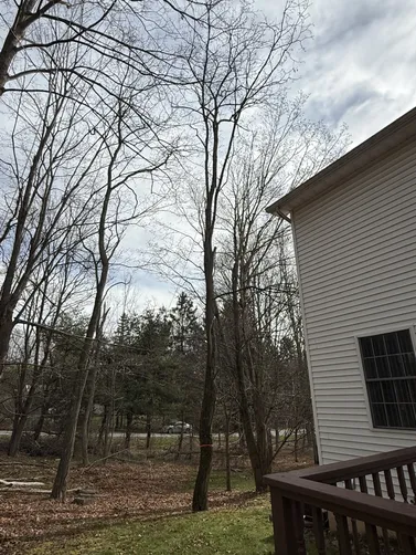 photo at Poughkeepsie, NY on Apr 14, 2025: Decluttering the wooded area behind the house was essential for improving the landscape. We removed