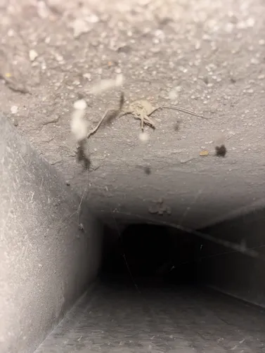 photo at Wichita, KS on Sep 21, 2026: A homeowner reported mold presence in her air ducts, indicating a need for thorough air duct cleani photo at Wichita, KS on Sep 21, 2026: A homeowner reported mold presence in her air ducts, indicating a need for thorough air duct cleani