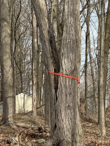 photo at Poughkeepsie, NY on Apr 14, 2025: Decluttering the wooded area behind the house was essential for improving the landscape. We removed