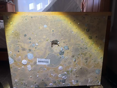 photo at Andover, KS on Sep 29, 2026: Mold presence was detected in the property, prompting an immediate response. We carried out compreh photo at Andover, KS on Sep 29, 2026: Mold presence was detected in the property, prompting an immediate response. We carried out compreh