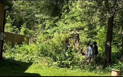 photo at Pleasant Valley, NY on Jul 01, 2024: Concerns about overgrown trees prompted us to perform tree pruning to ensure safety for the home an