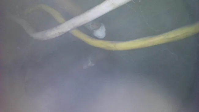 Mold Inspection