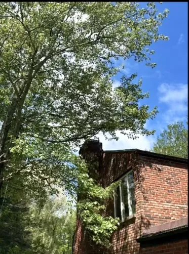 photo at Pleasant Valley, NY on Jul 01, 2024: Concerns about overgrown trees prompted us to perform tree pruning to ensure safety for the home an