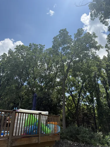 photo at Pleasant Valley, NY on Jul 16, 2025: A locust tree with a double trunk was leaning dangerously towards the house and pool, posing a risk