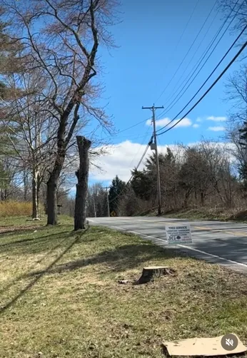 photo at Poughkeepsie, NY on Mar 22, 2024: Three dying trees had overgrown, threatening the power lines and obstructing the entrance to the dr