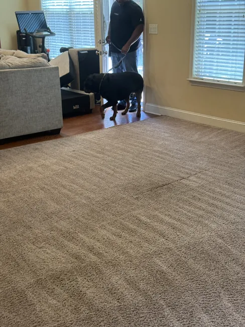 Pet Stain Carpet Cleaning In Newnan, Ga