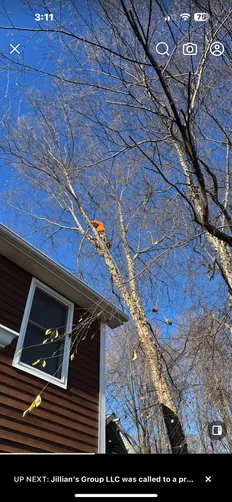 photo at Highland, NY on Dec 14, 2024: A beautiful River Birch had outgrown its space, posing a risk to the home nearby. We expertly remov