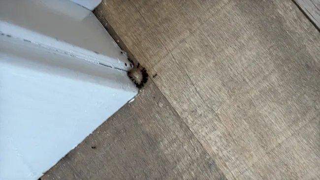 After implementing a targeted pest management plan, we effectively eradicated ant infestations, ensuring a productive workspace for our commercial client.