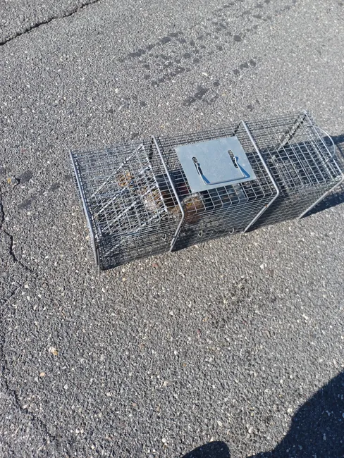 Animal Removal