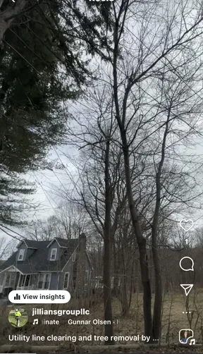 photo at Poughkeepsie, NY on Mar 22, 2024: Three dying trees had overgrown, threatening the power lines and obstructing the entrance to the dr