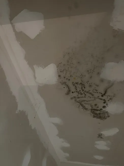 A thorough inspection revealed microbial growth, leading our team to HEPA vacuum and treat the area with anti-microbial solutions, ensuring a healthier home for the residents.