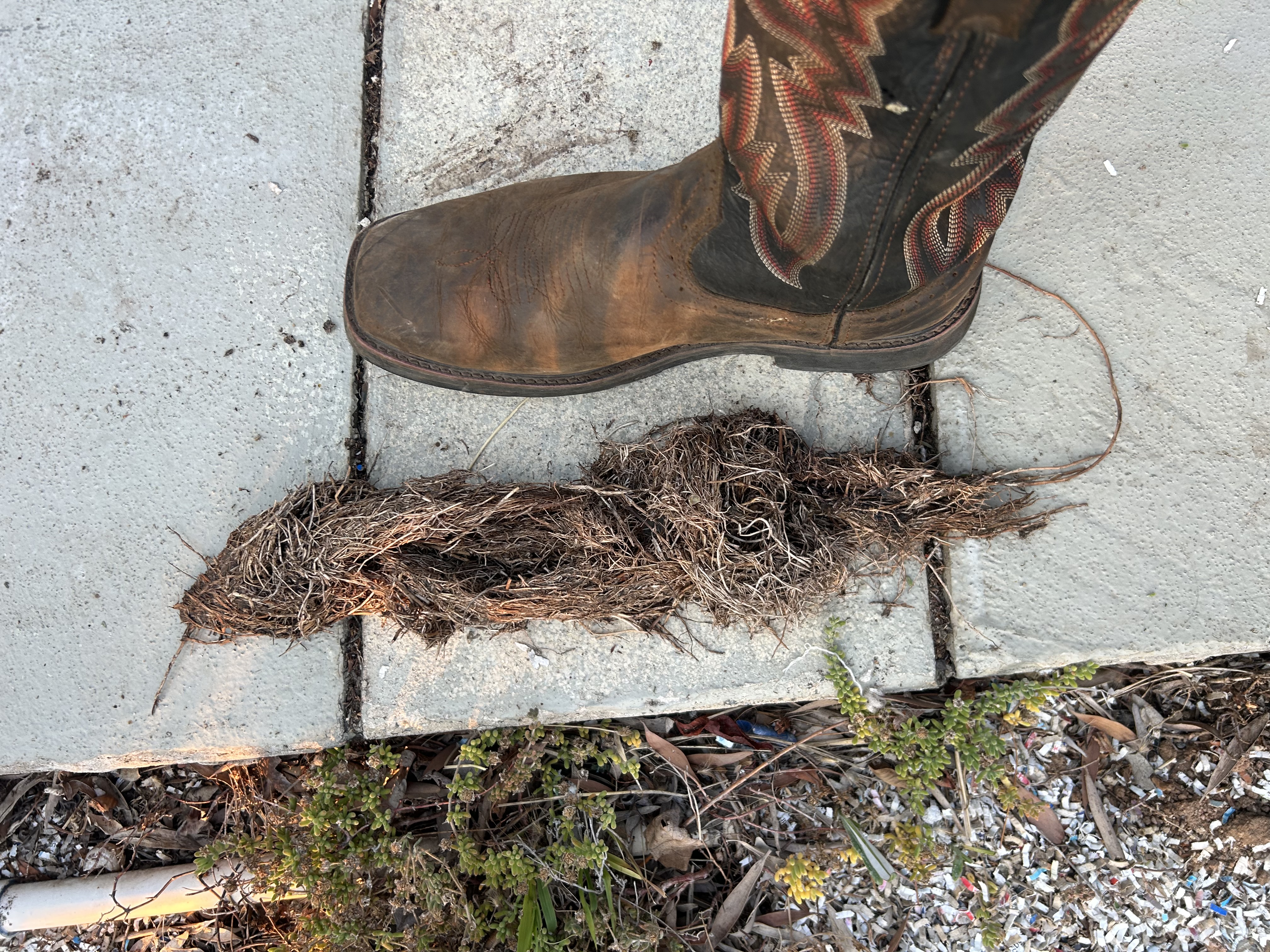 Tree roots pulled out of a sewer line at the septic tank inlet