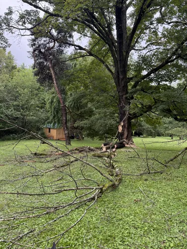 photo at Stanfordville, NY on Aug 01, 2025: Two dead and dying coniferous trees along the left side fence line posed a hazard, so we removed th