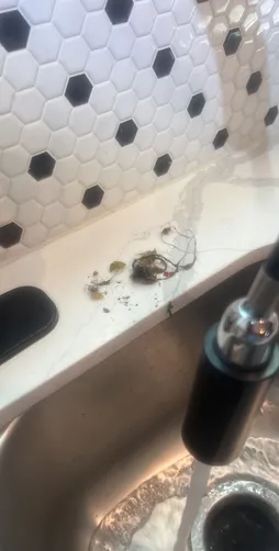 photo at Houston, TX on Nov 07, 2025: A clog in the garbage disposal was causing issues in the kitchen. We diagnosed the problem as norma