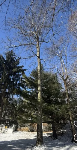 photo at Stanfordville, NY on Mar 13, 2025: A large White Oak tree posed a risk to the residential property due to its proximity to the home. W