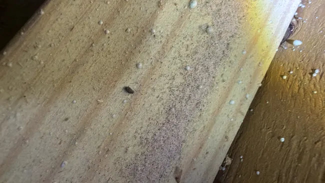 Rodent activity was detected, leading us to treat the home and secure entry points for lasting protection.