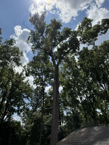 photo at Pleasant Valley, NY on Jul 16, 2025: A locust tree with a double trunk was leaning dangerously towards the house and pool, posing a risk