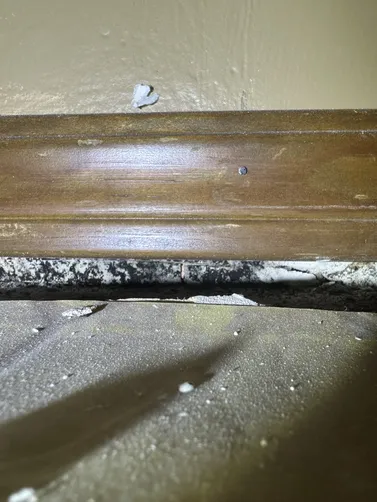 photo at Derby, KS on Sep 21, 2026: After removing the carpet in the basement, we discovered mold around the baseboards in several area photo at Derby, KS on Sep 21, 2026: After removing the carpet in the basement, we discovered mold around the baseboards in several area