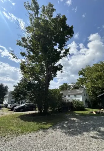 photo at Amenia, NY on Aug 25, 2024: A dying ash tree was posing a risk over the customer’s garage, while an overhanging maple tree thre