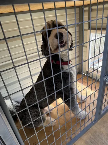 photo at Diana, TX on Jan 13, 2026: 8x10 2 bay dog kennel in taupe with black trimKennel includes: welded steel frame, treated decking