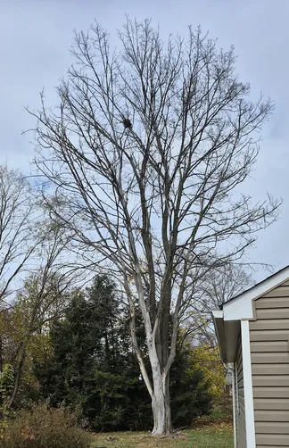 photo at Hyde Park, NY on Nov 15, 2025: A mostly dead tree posed a safety concern at the homeowner's property. We arrived to assess the sit